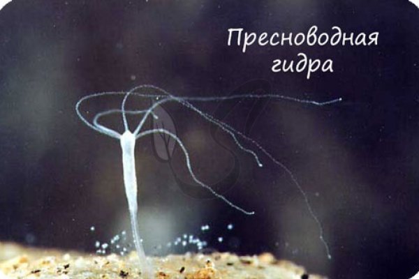 Кракен даркнет слушать