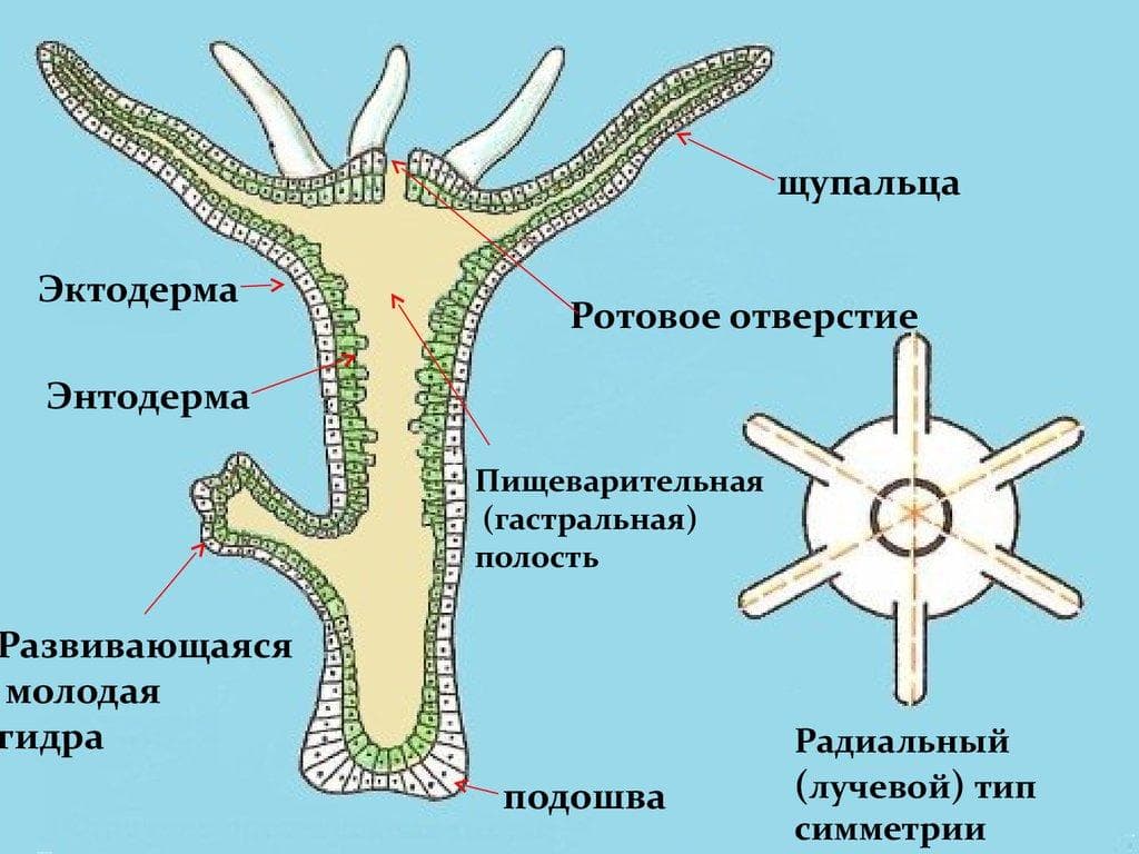 Кракен маркетплейс официальный сайт сайт ссылка